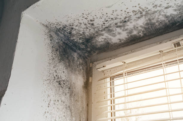 Affordable Mold Remediation solutions in New City, NY