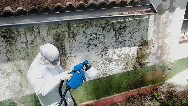 Top rated local Mold Remediation specialists in New City, NY